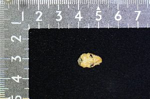  (Emballonura beccarii - IRD KMN-0041)  @11 [ ] CreativeCommons  Attribution Non-Commercial Share-Alike (2016) Yuli Sulistya Fitriana Indonesian Institute of Sciences, Museum Zoologicum Bogoriense