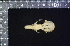  (Rattus praetor - IRD LAP-0012)  @11 [ ] CreativeCommons  Attribution Non-Commercial Share-Alike (2016) Yuli Sulistya Fitriana Indonesian Institute of Sciences, Museum Zoologicum Bogoriense