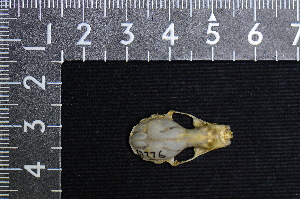  ( - IRD LSW-0078)  @11 [ ] CreativeCommons  Attribution Non-Commercial Share-Alike (2016) Yuli Sulistya Fitriana Indonesian Institute of Sciences, Museum Zoologicum Bogoriense