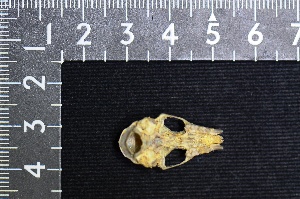  ( - IRD LSW-0078)  @11 [ ] CreativeCommons  Attribution Non-Commercial Share-Alike (2016) Yuli Sulistya Fitriana Indonesian Institute of Sciences, Museum Zoologicum Bogoriense