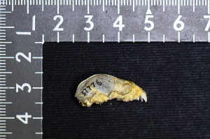  ( - IRD LSW-0078)  @11 [ ] CreativeCommons  Attribution Non-Commercial Share-Alike (2016) Yuli Sulistya Fitriana Indonesian Institute of Sciences, Museum Zoologicum Bogoriense