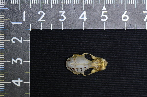  ( - IRD LSW-0035)  @11 [ ] CreativeCommons  Attribution Non-Commercial Share-Alike (2016) Yuli Sulistya Fitriana Indonesian Institute of Sciences, Museum Zoologicum Bogoriense