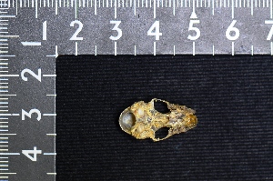  ( - IRD LSW-0035)  @11 [ ] CreativeCommons  Attribution Non-Commercial Share-Alike (2016) Yuli Sulistya Fitriana Indonesian Institute of Sciences, Museum Zoologicum Bogoriense