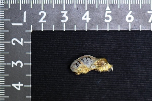  ( - IRD LSW-0035)  @11 [ ] CreativeCommons  Attribution Non-Commercial Share-Alike (2016) Yuli Sulistya Fitriana Indonesian Institute of Sciences, Museum Zoologicum Bogoriense