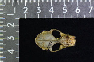  ( - IRD LSW-0040)  @11 [ ] CreativeCommons  Attribution Non-Commercial Share-Alike (2016) Yuli Sulistya Fitriana Indonesian Institute of Sciences, Museum Zoologicum Bogoriense