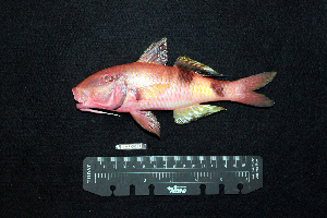  ( - IRD BMF-231.2)  @11 [ ] CreativeCommons  Attribution Non-Commercial Share-Alike (2016) Gino LIMMON Universitas Pattimura
