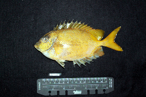  ( - IRD BMF-430.2)  @11 [ ] CreativeCommons  Attribution Non-Commercial Share-Alike (2016) Gino LIMMON Universitas Pattimura