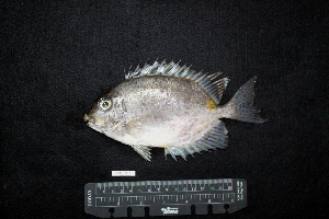  ( - IRD BMF-632.2)  @11 [ ] CreativeCommons  Attribution Non-Commercial Share-Alike (2016) Gino LIMMON Universitas Pattimura