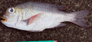  ( - IRD Mgra 4 20080919.2)  @11 [ ] CreativeCommons  Attribution Non-Commercial Share-Alike  Unspecified Institut de recherche pour le développement, France