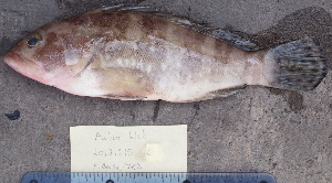  ( - IRD 20131215-E.2)  @11 [ ] CreativeCommons  Attribution Non-Commercial Share-Alike (2013) Philippe Borsa Institut de recherche pour le développement