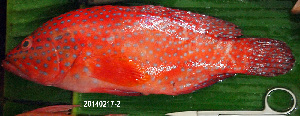 ( - IRD 20140217-2.2)  @11 [ ] CreativeCommons  Attribution Non-Commercial Share-Alike  Unspecified Institut de recherche pour le développement, France
