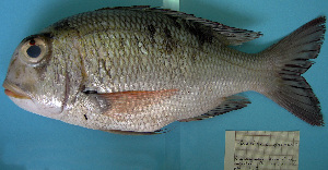  ( - IRD z192.2)  @11 [ ] CreativeCommons  Attribution Non-Commercial Share-Alike  Unspecified Institut de recherche pour le développement, France