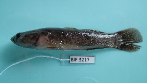  ( - IRD BIF 3217.2)  @11 [ ] CreativeCommons  Attribution Non-Commercial Share-Alike (2016) Laurent POUYAUD IRD