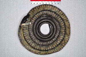  (Dendrelaphis - IRD EAA406.2)  @11 [ ] CreativeCommons  Attribution Non-Commercial Share-Alike (2014) Evy Arida Indonesian Institute of Sciences, Museum Zoologicum Bogoriense