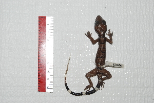  ( - IRD EAA541.2)  @11 [ ] CreativeCommons  Attribution Non-Commercial Share-Alike (2014) Evy Arida Indonesian Institute of Sciences, Museum Zoologicum Bogoriense