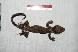  ( - IRD EAA548.2)  @11 [ ] CreativeCommons  Attribution Non-Commercial Share-Alike (2014) Evy Arida Indonesian Institute of Sciences, Museum Zoologicum Bogoriense