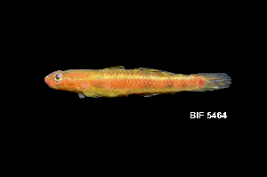  ( - IRD BIF5464.2)  @11 [ ] CreativeCommons  Attribution Non-Commercial Share-Alike (2016) Nicolas HUBERT IRD