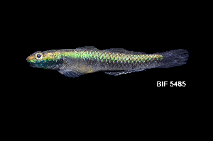  ( - IRD BIF5485.2)  @11 [ ] CreativeCommons  Attribution Non-Commercial Share-Alike (2016) Nicolas HUBERT IRD