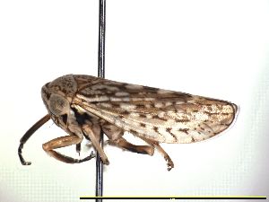  ( - ww03389)  @11 [ ] Copyright (2010) Industryand Investment NSW Industry and Investment NSW