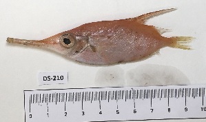  ( - BIM DS-210)  @11 [ ] Copyright (2019) Stern N. Israel Oceanographic and Limnological Research