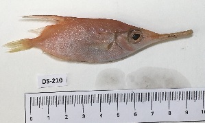  ( - BIM DS-210)  @11 [ ] Copyright (2019) Stern N. Israel Oceanographic and Limnological Research