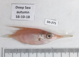  ( - BIM DS-271)  @11 [ ] Copyright (2019) Stern N. Israel Oceanographic and Limnological Research