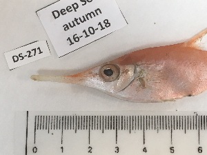  ( - BIM DS-271)  @11 [ ] Copyright (2019) Stern N. Israel Oceanographic and Limnological Research