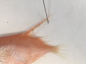  ( - BIM DS-271)  @11 [ ] Copyright (2019) Stern N. Israel Oceanographic and Limnological Research