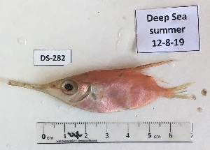  ( - BIM DS-282)  @11 [ ] Copyright (c) (2021) Paz G. Israel Oceanographic and Limnological Research