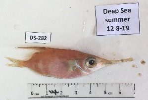  ( - BIM DS-282)  @11 [ ] Copyright (c) (2021) Paz G. Israel Oceanographic and Limnological Research