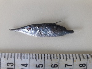  ( - BIM F-078)  @11 [ ] Copyright (2021) Stern Nir Israel Oceanographic and Limnological Research