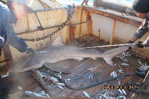  (Carcharhinus obscurus - BIM NA-053)  @11 [ ] Copyright (2019) Stern N. Israel Oceanographic and Limnological Research