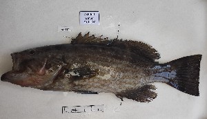  ( - BIM NA-554)  @11 [ ] Copyright (c) (2021) Paz G. Israel Oceanographic and Limnological Research