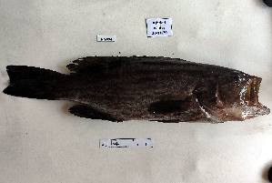  ( - BIM NA-554)  @11 [ ] Copyright (c) (2021) Paz G. Israel Oceanographic and Limnological Research
