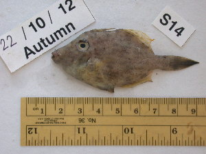  ( - BIM S-014)  @12 [ ] No Rights Reserved (2013) Guy Paz IOLR