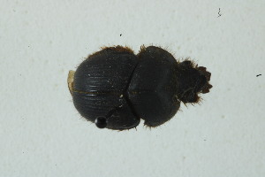  (Athyreus aff. pyriformis - MECN_6945)  @11 [ ] CC-BY-NC-ND (2024) INABIO INABIO