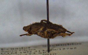  ( - MECN_CO_0728)  @11 [ ] CC-BY-NC-ND (2024) INABIO INABIO