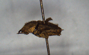  (Eurysternus hirtellus - MECN_CO_1751)  @11 [ ] CC-BY-NC-ND (2024) INABIO INABIO