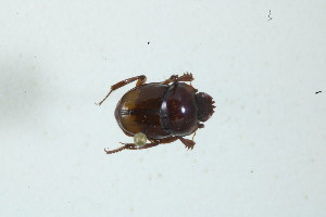  (Canthon affin bimaculatus - MECN_EN_21408)  @11 [ ] CC-BY-NC-ND (2024) INABIO INABIO