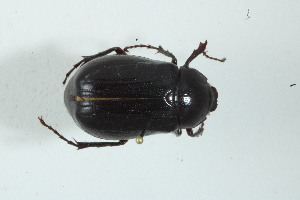  (Phyllophaga onoreana - MECN_EN_24809)  @11 [ ] CC-BY-NC-ND (2024) INABIO INABIO
