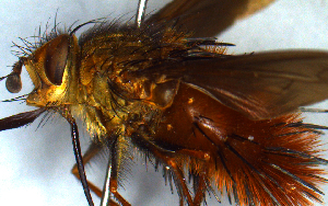  (Adejeania browni - MECN_EN_38411)  @11 [ ] CC-BY-NC-ND (2024) INABIO INABIO