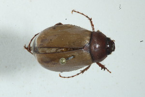 (Phyllophaga bicolor - MECN_EN_39631)  @11 [ ] CC-BY-NC-ND (2024) INABIO INABIO