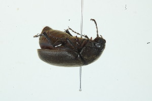  (Phyllophaga densata - MECN_EN_40167)  @11 [ ] CC-BY-NC-ND (2024) INABIO INABIO