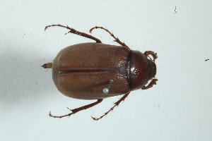  (Phyllophaga fragilipennis - MECN_EN_40168)  @11 [ ] CC-BY-NC-ND (2024) INABIO INABIO