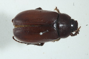  (Phyllophaga pastassana - MECN_EN_40175)  @11 [ ] CC-BY-NC-ND (2024) INABIO INABIO
