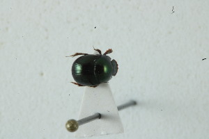  (Canthidium aff. pseudoaurifex - MECN_EN_41151)  @11 [ ] CC-BY-NC-ND (2024) INABIO INABIO