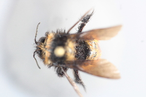  (Bombus robustus - MECN_EN_41600)  @11 [ ] CC-BY-NC-ND (2025) INABIO INABIO