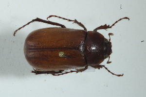  (Phyllophaga luridipennis - MECN_EN_436)  @11 [ ] CC-BY-NC-ND (2024) INABIO INABIO