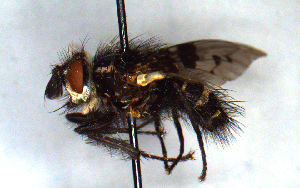  (Fasslomyia - MECN_EN_DIP_432)  @11 [ ] CC-BY-NC-ND (2024) INABIO INABIO