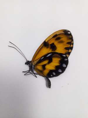  (Veladyris - MECN_LD_47461)  @11 [ ] CC-BY-NC-ND (2024) INABIO INABIO